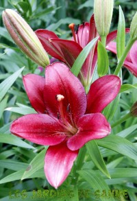 Image of Na jugu ljiljani